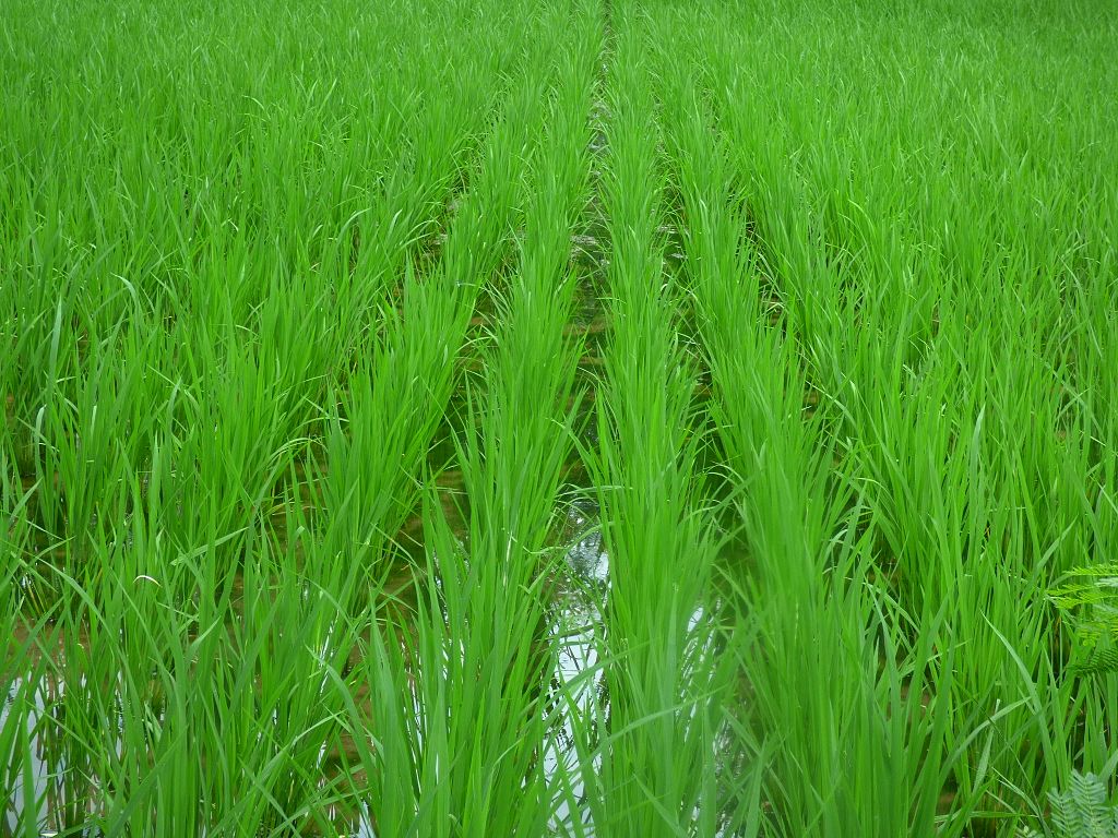Mapping Rice and Its Growth Stages
